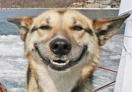 smiling dog