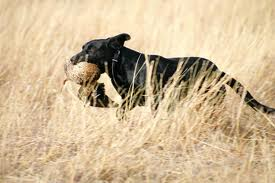 dog with duck in it's mouth